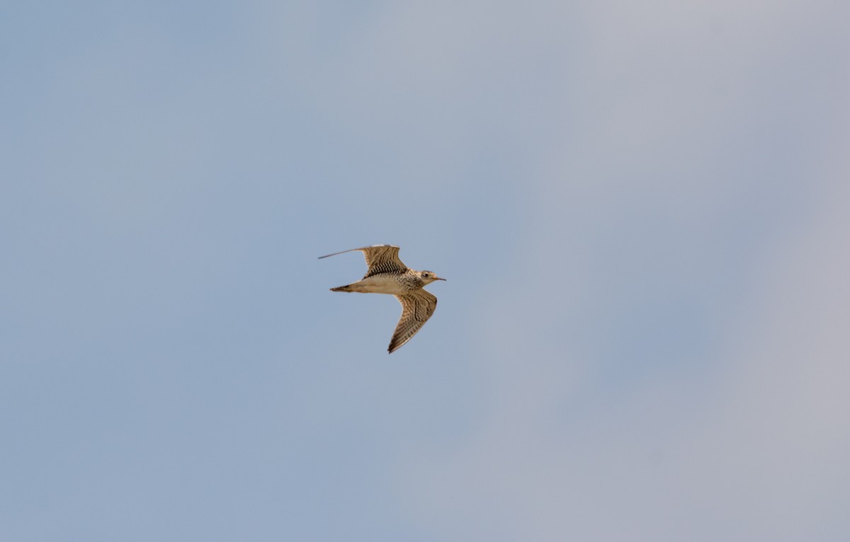 Upland Sandpiper - ML629141617