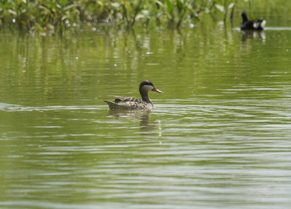 Red-billed Duck - ML629141623