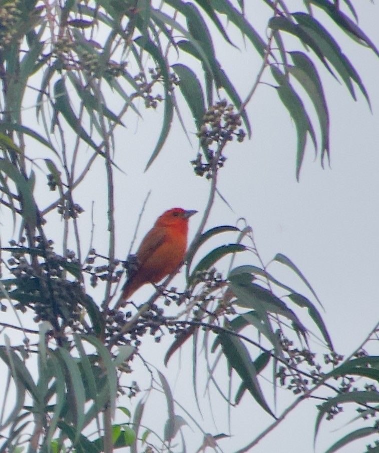 Hepatic Tanager - ML629141626