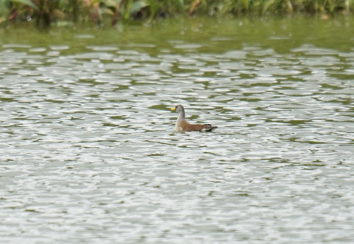 Lesser Moorhen - ML629141628