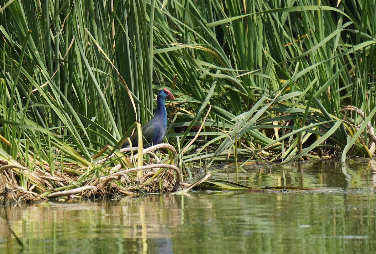 African Swamphen - ML629141637