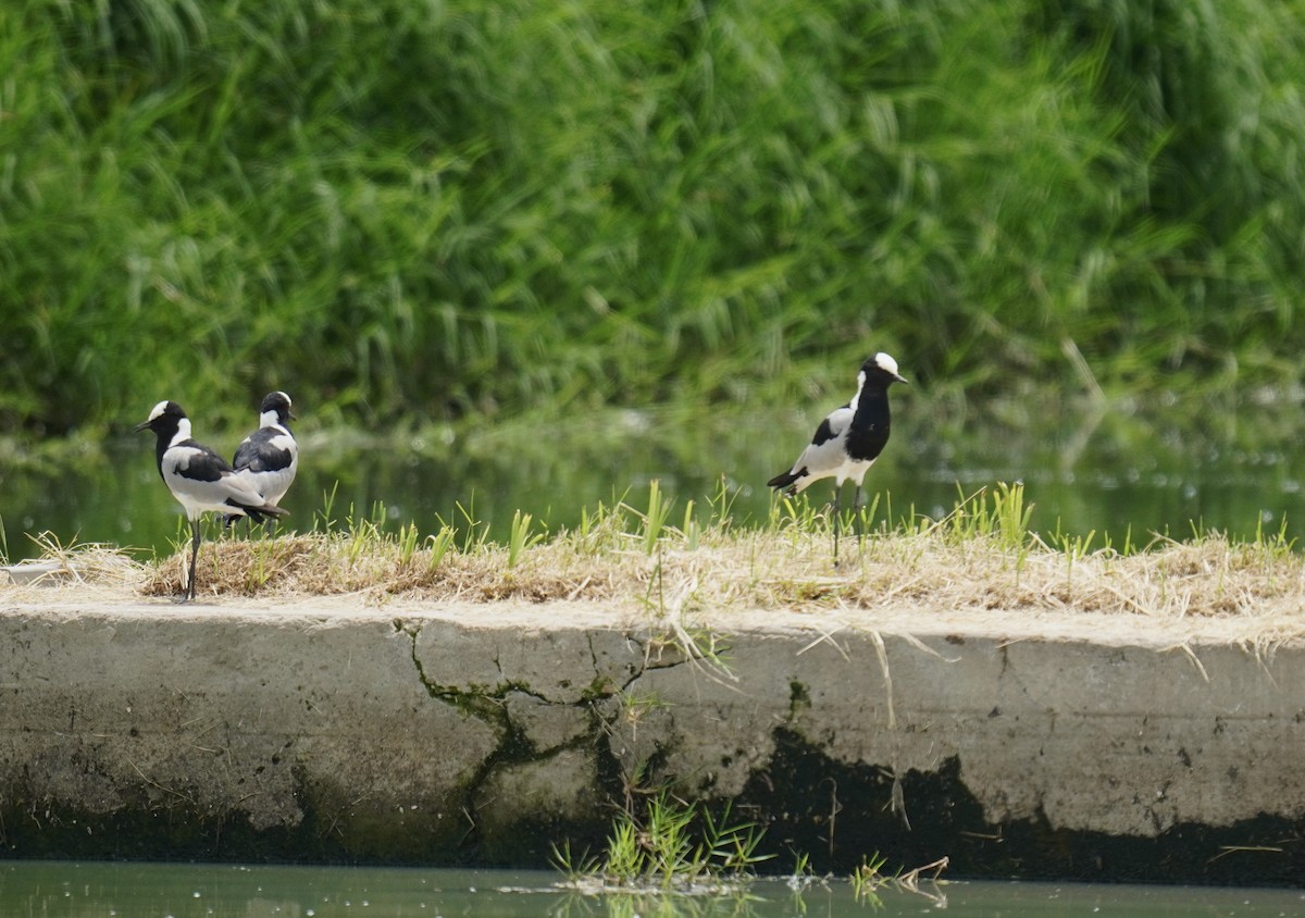 Blacksmith Lapwing - ML629141660