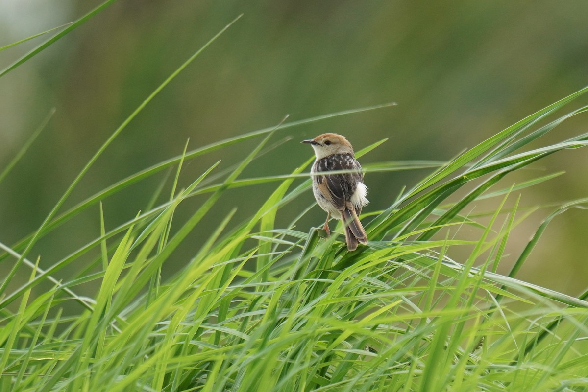 Levaillant's Cisticola - ML629141675
