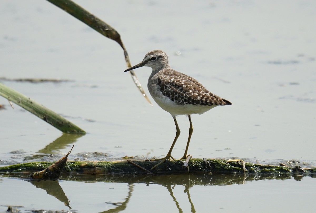 Wood Sandpiper - ML629141693