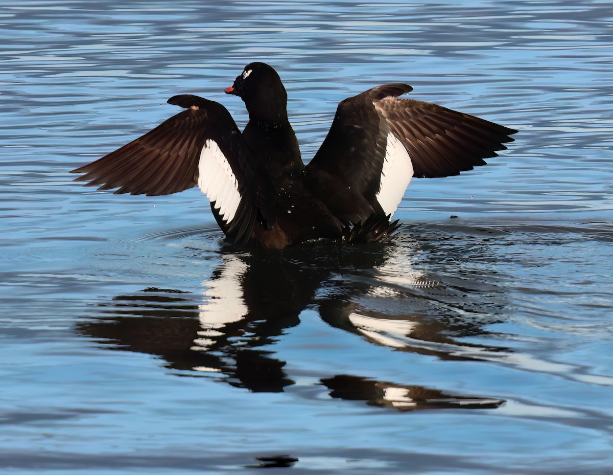 White-winged Scoter - ML629141703