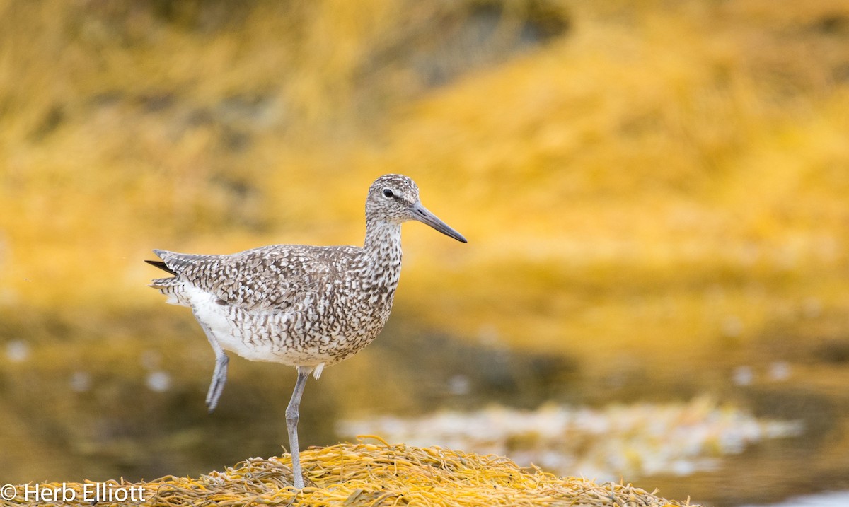 Willet (Eastern) - Herb Elliott