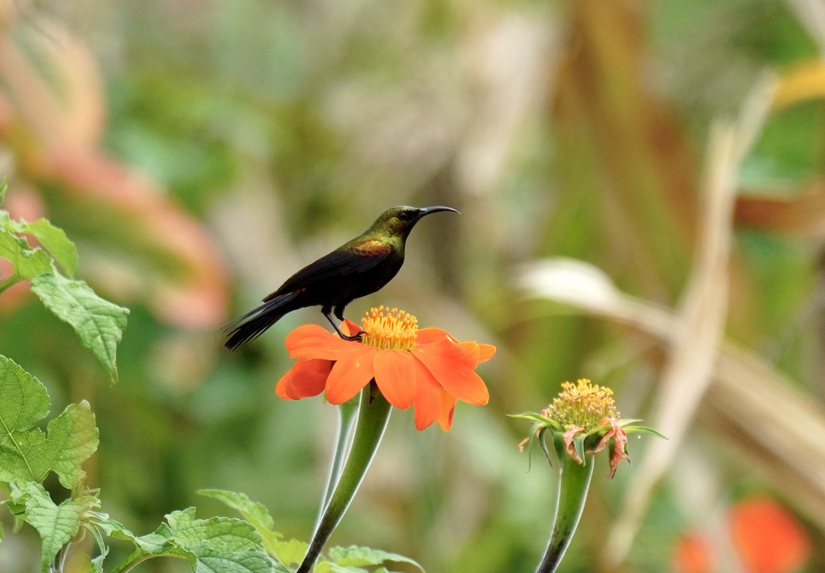 Copper Sunbird - ML629141713