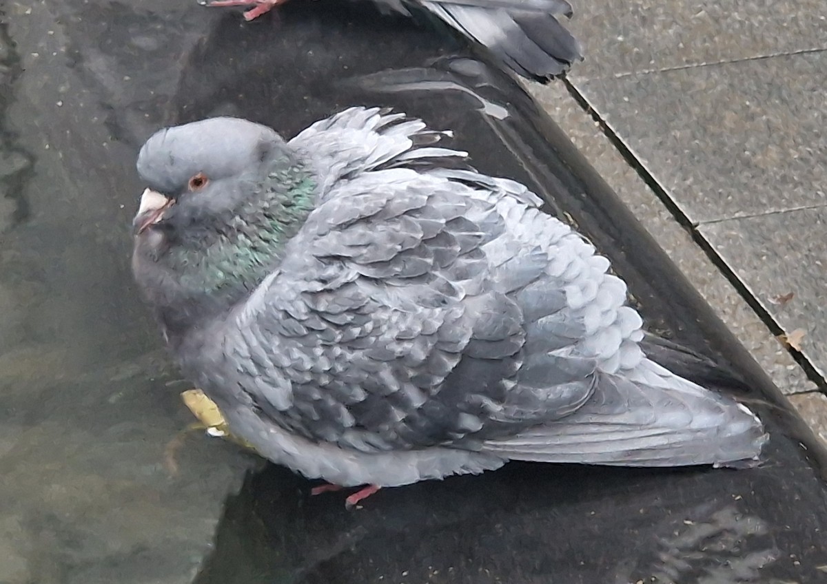 Rock Pigeon (Feral Pigeon) - ML629141779
