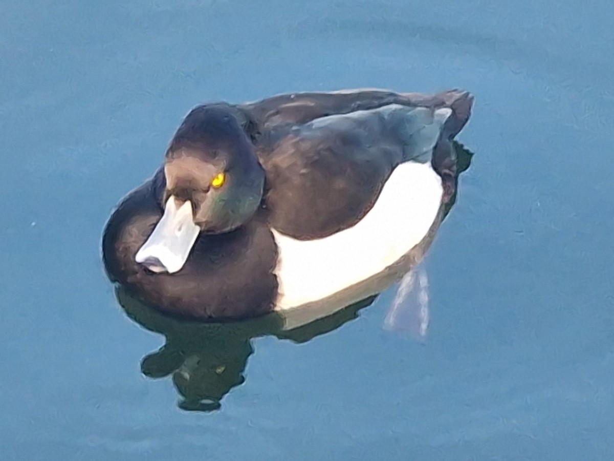 Tufted Duck - ML629141811