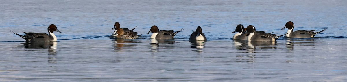 Northern Pintail - ML629141923