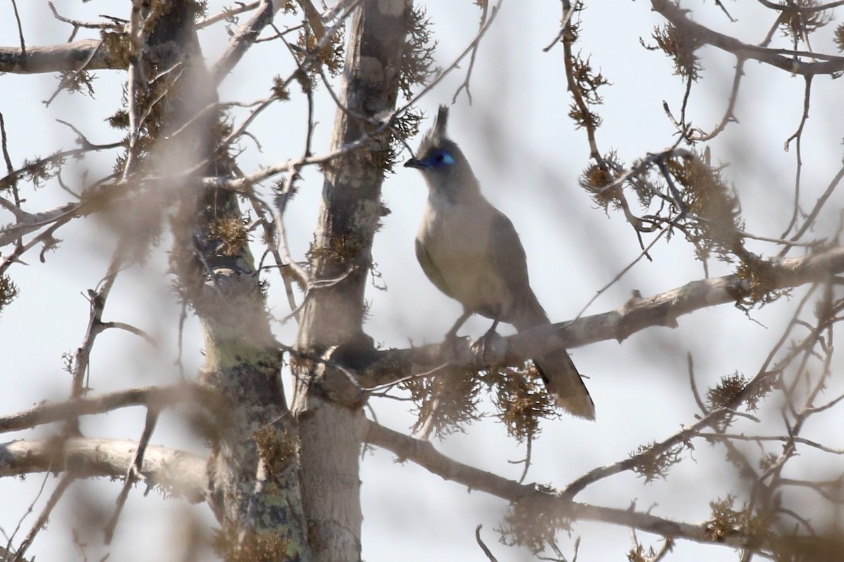 Verreaux's Coua - ML629142067
