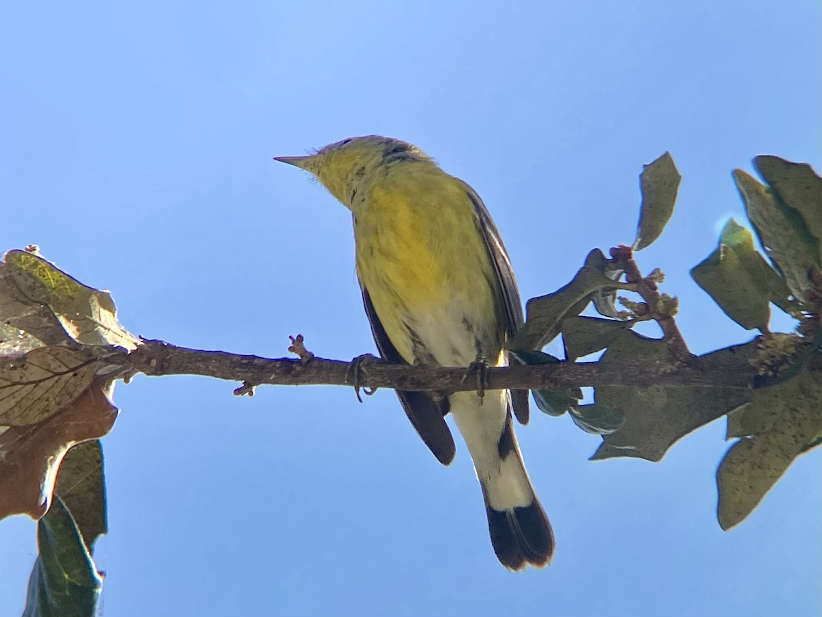 Magnolia Warbler - ML629142260