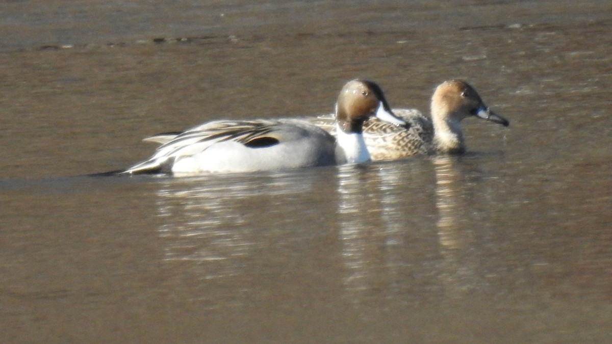 Northern Pintail - ML629142408