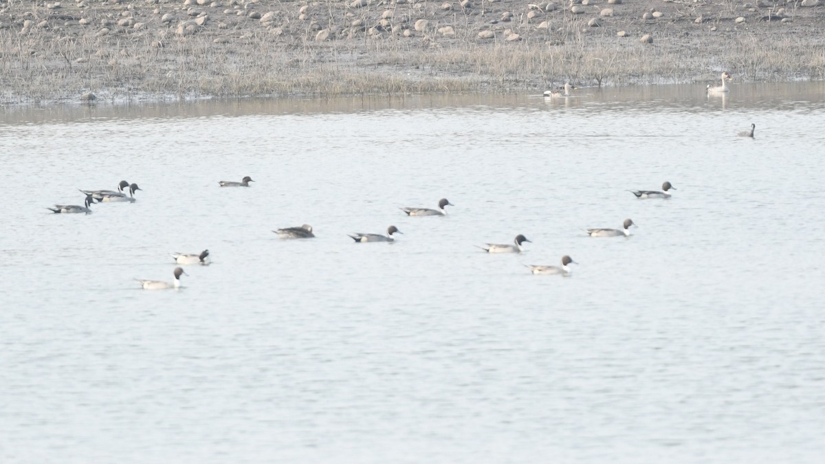 Northern Pintail - ML629142466