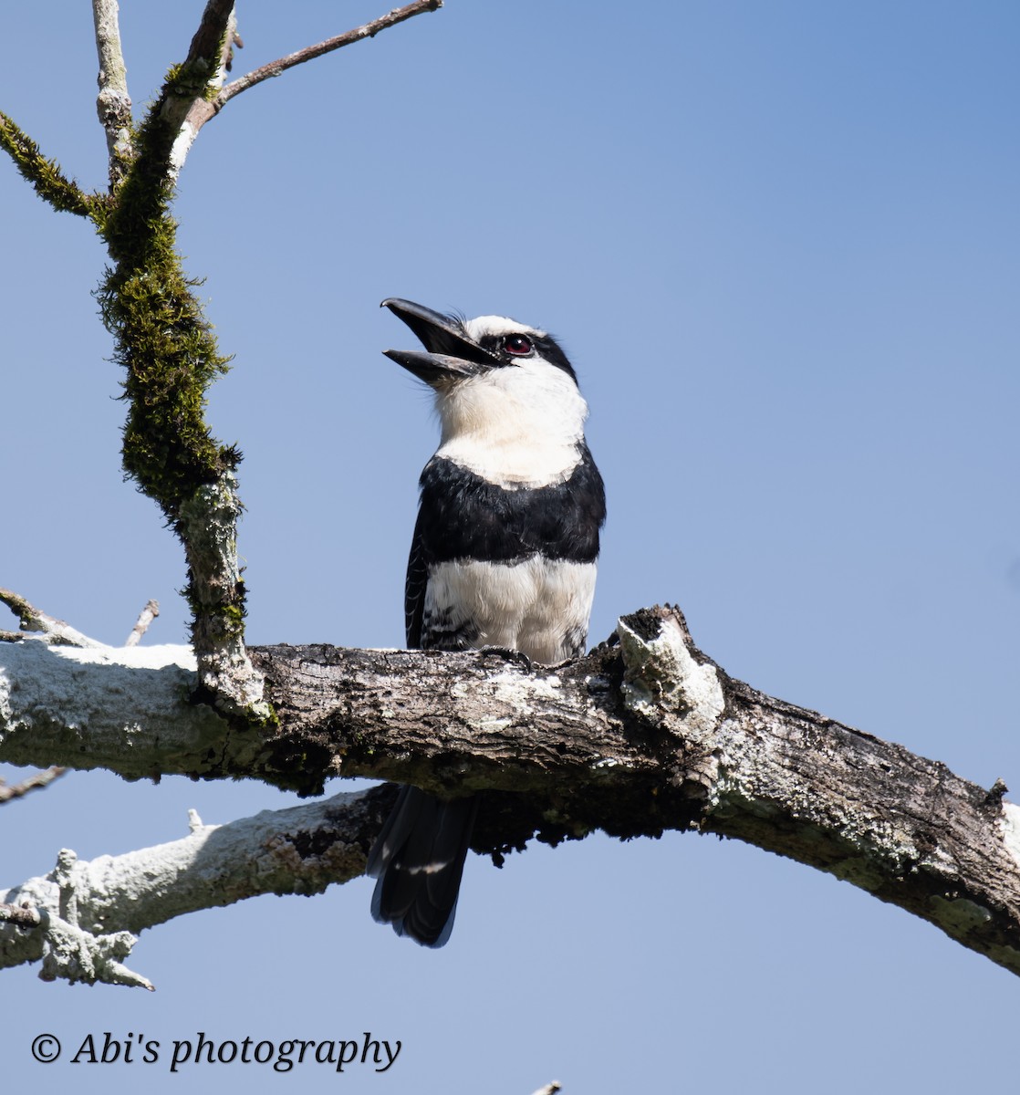 White-necked Puffbird - ML629142602