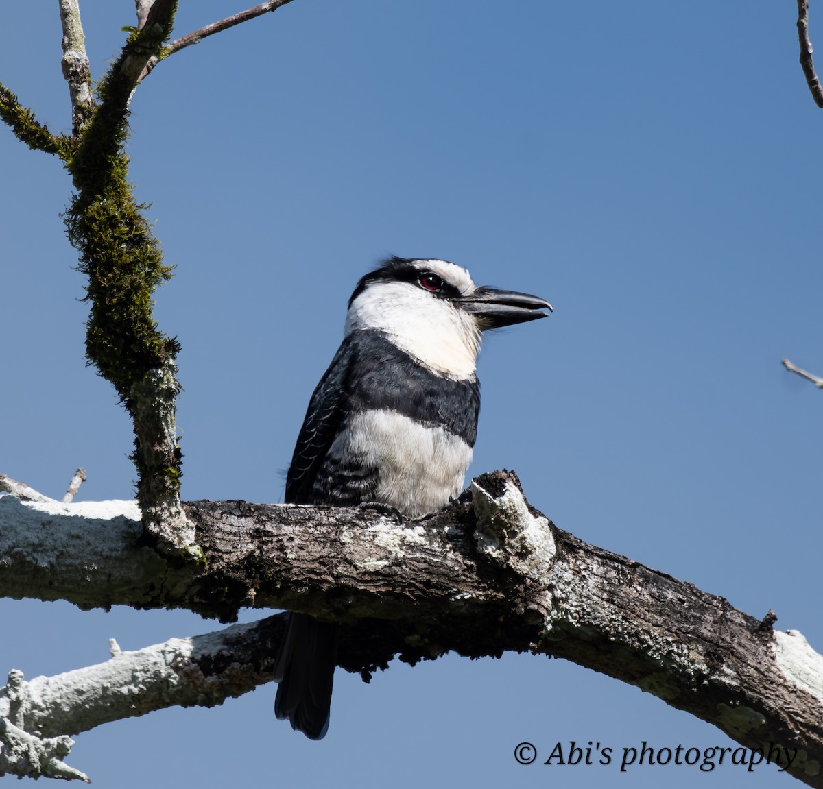 White-necked Puffbird - ML629142603