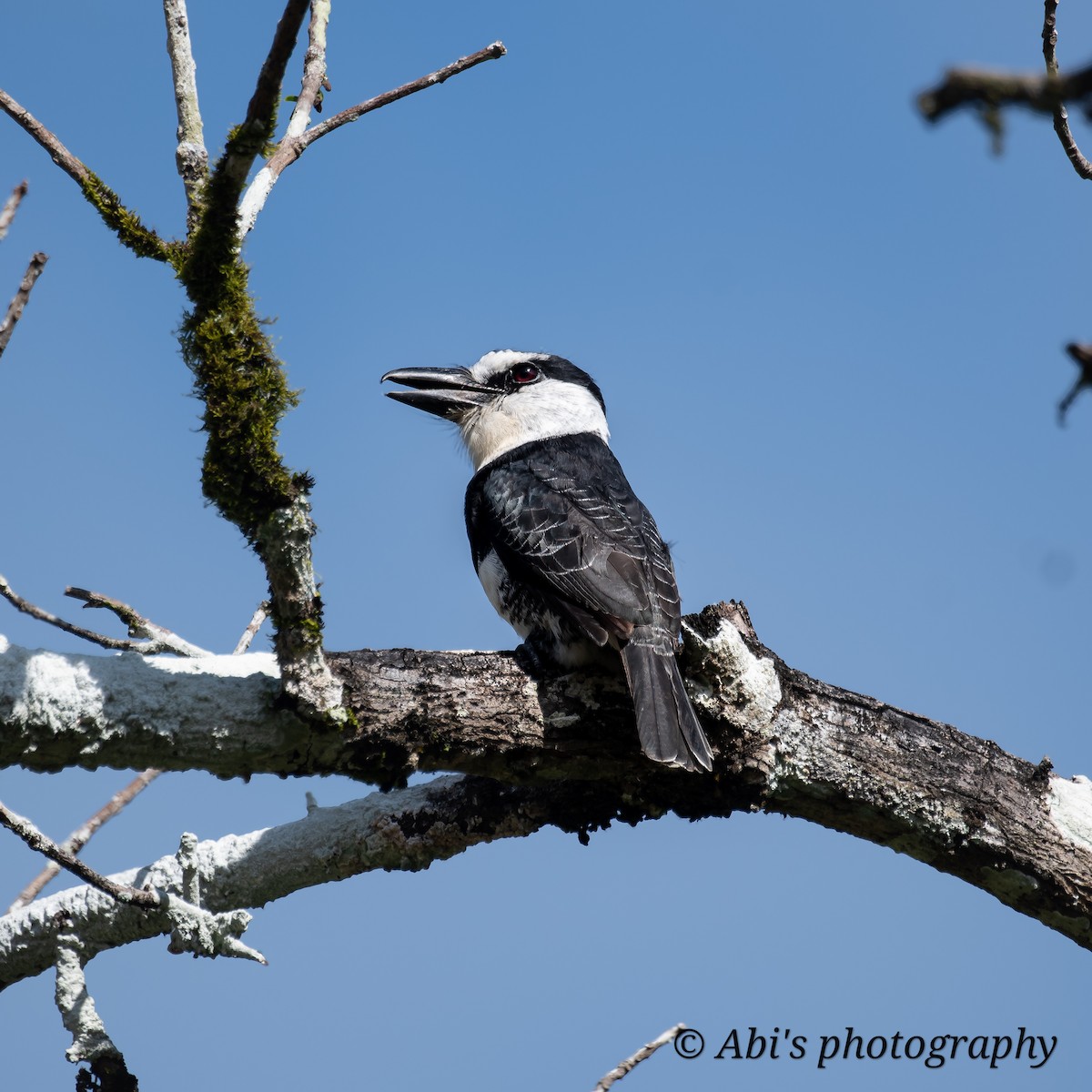 White-necked Puffbird - ML629142604