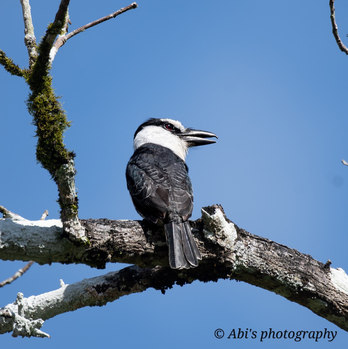 White-necked Puffbird - ML629142605