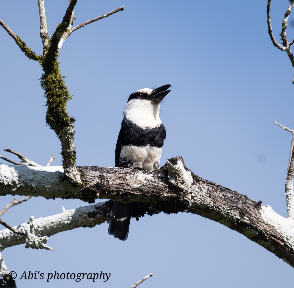 White-necked Puffbird - ML629142606