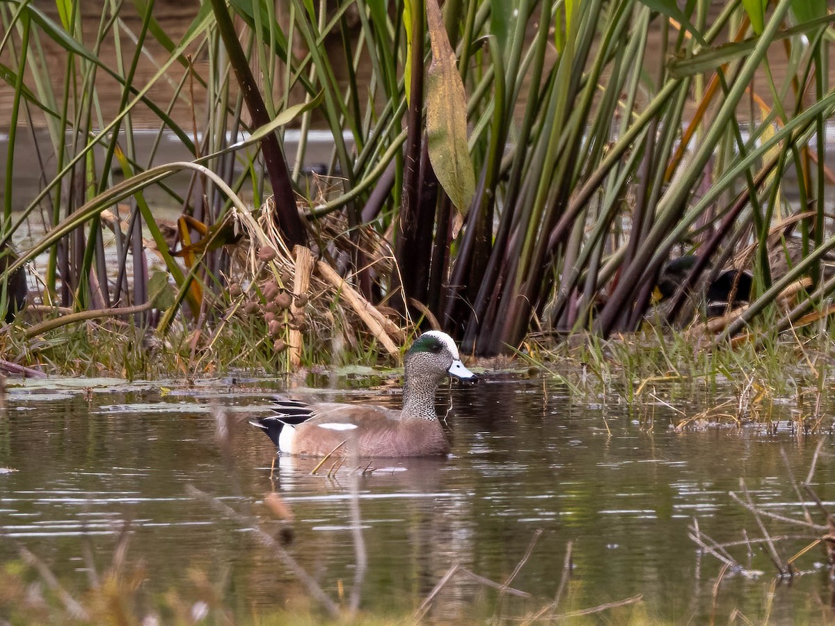 American Wigeon - ML629142783