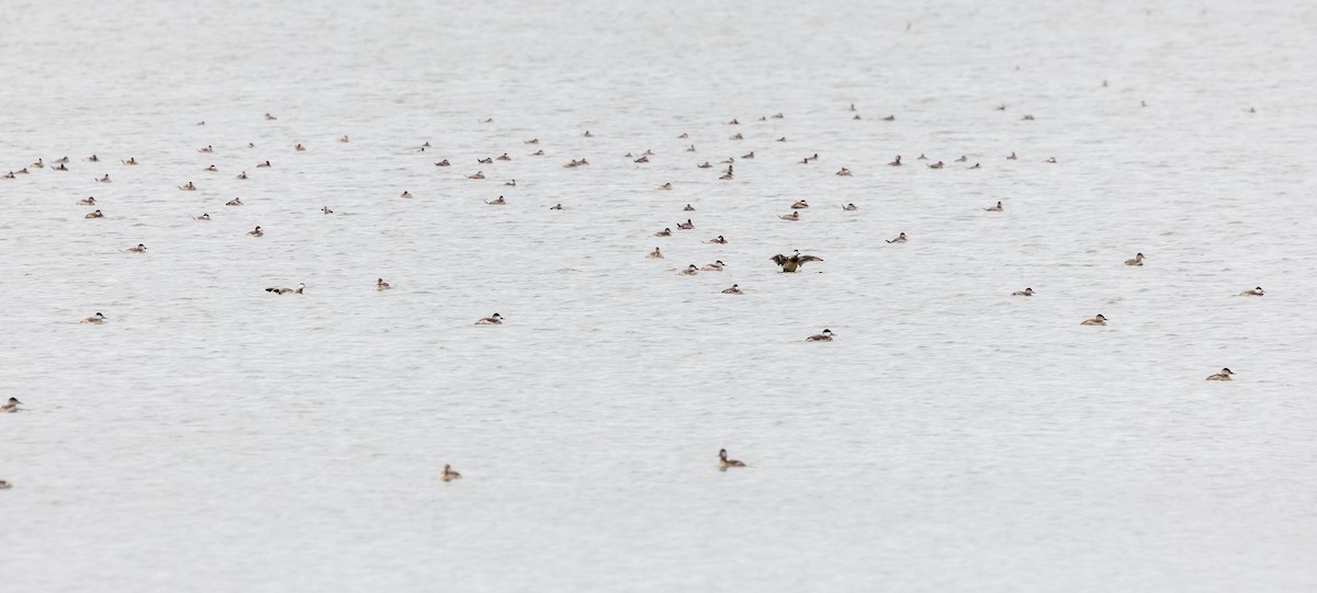Ruddy Duck - ML629142788
