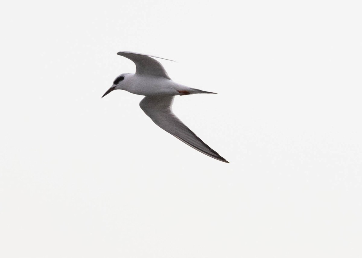 Forster's Tern - ML629142812