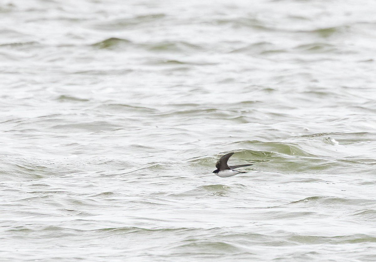Tree Swallow - ML629142822