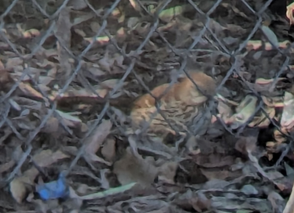 Brown Thrasher - ML629142927