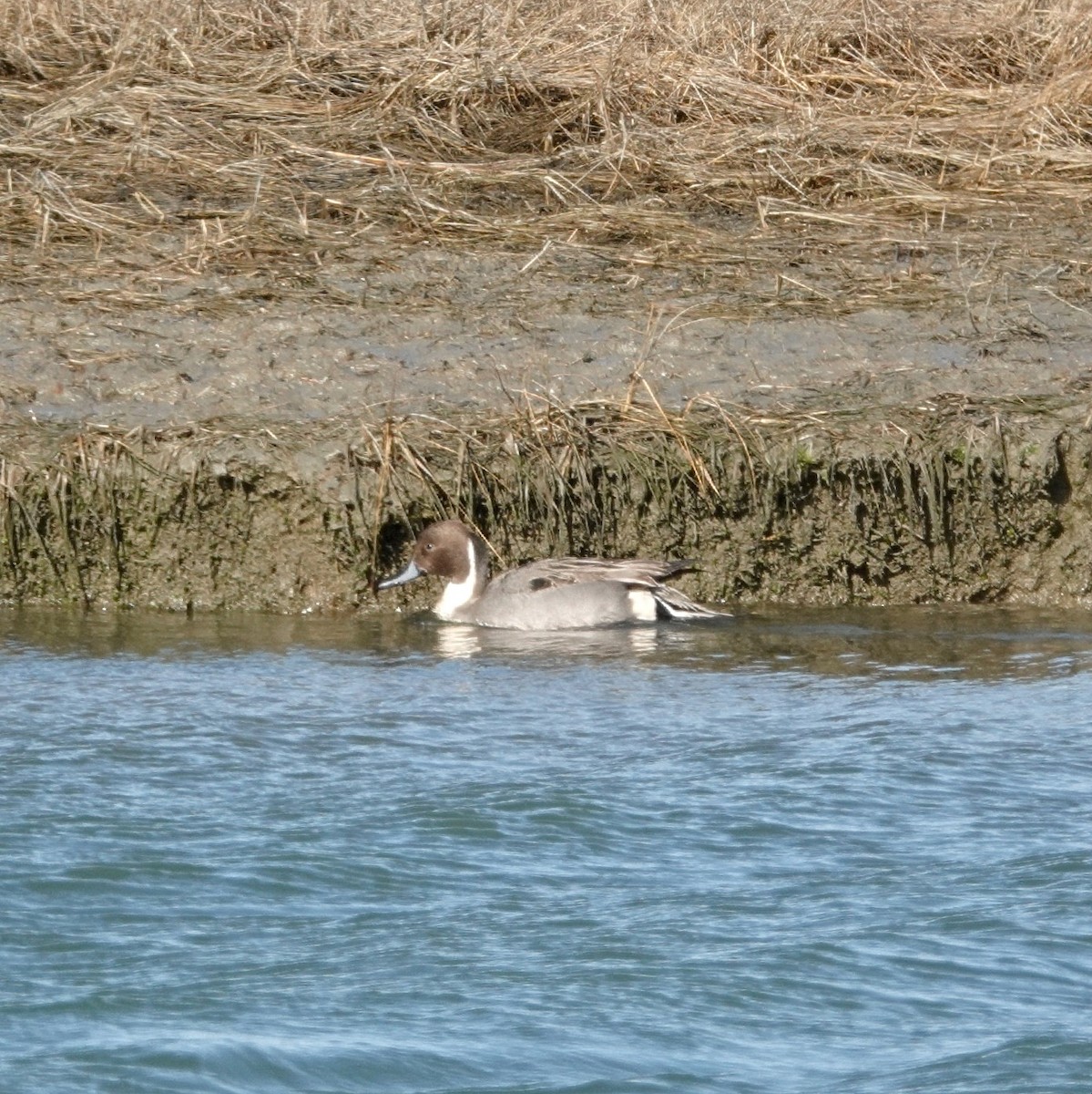 Northern Pintail - ML629142994