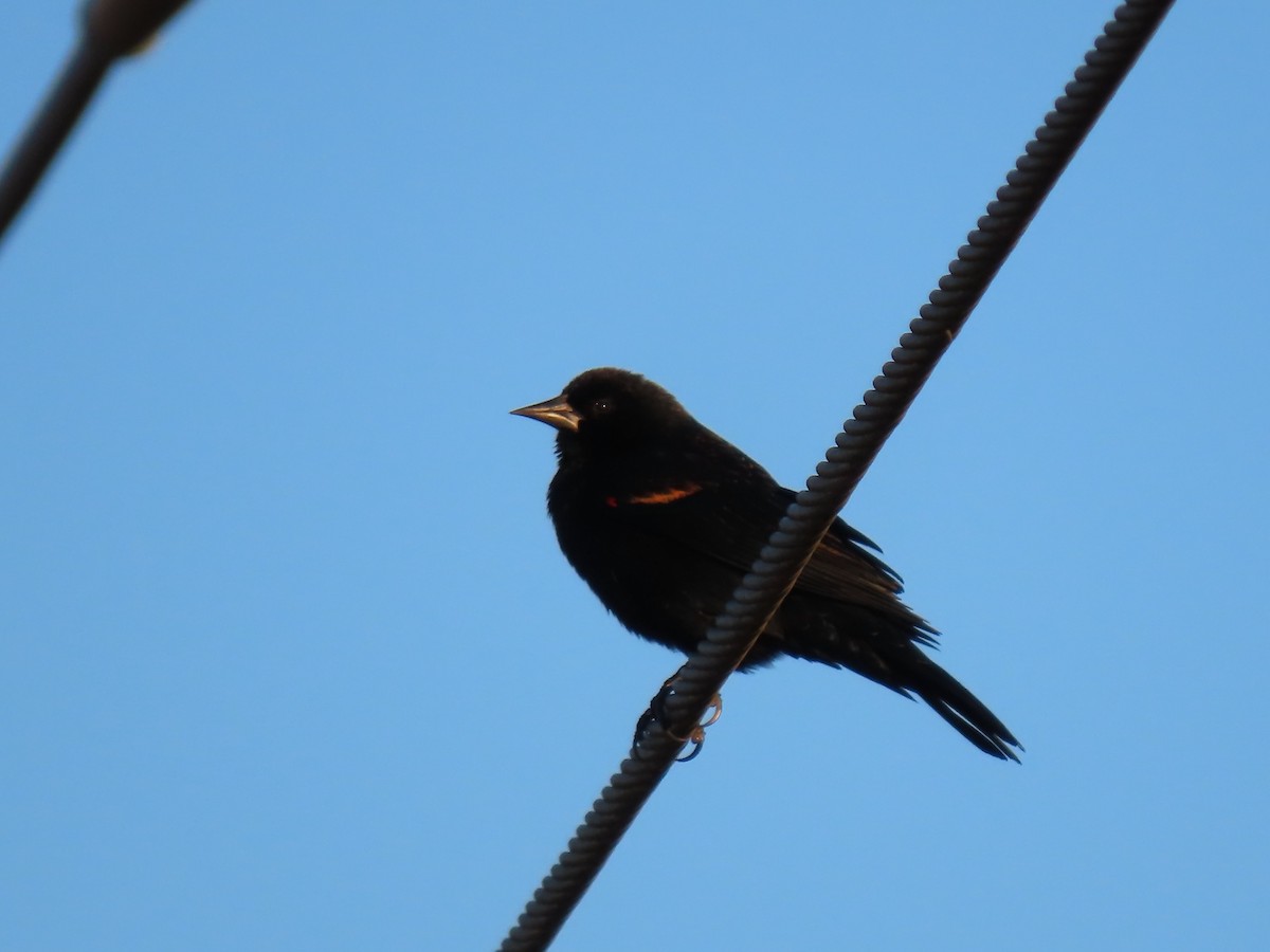 Red-winged Blackbird - ML629143164