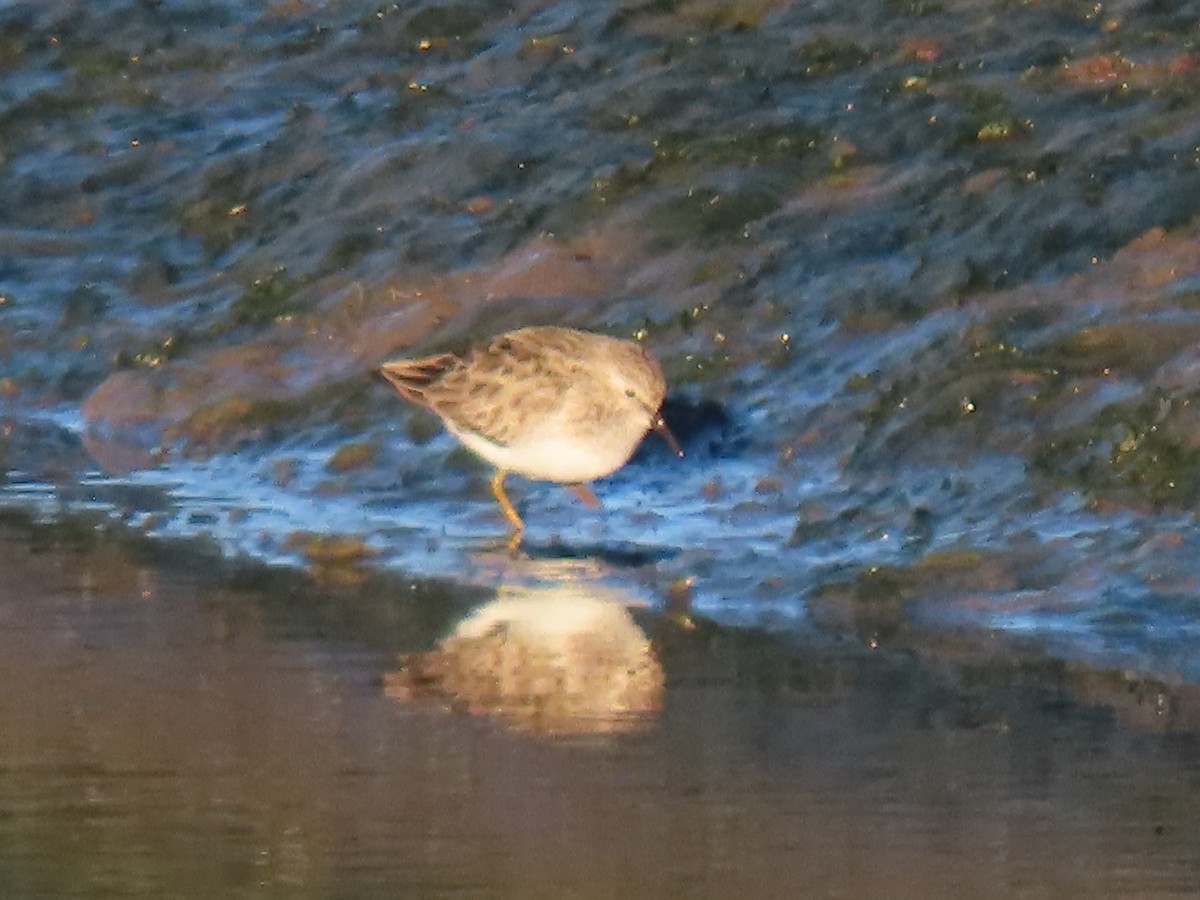 Least Sandpiper - ML629143227