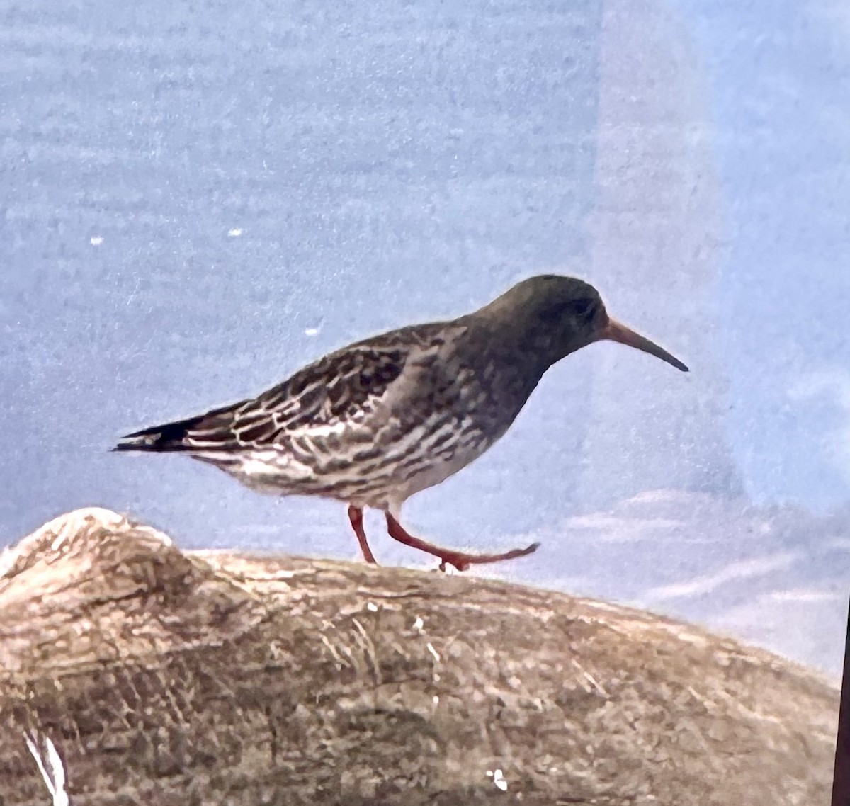 Purple Sandpiper - ML629143250