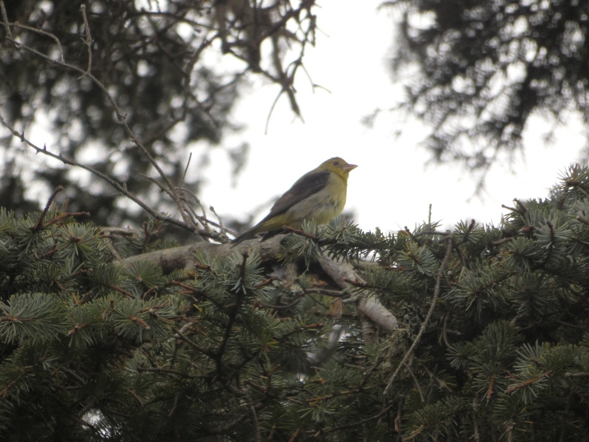 Scarlet Tanager - ML629143323