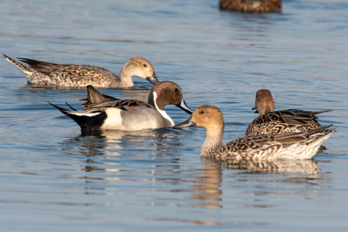 Northern Pintail - ML629143385