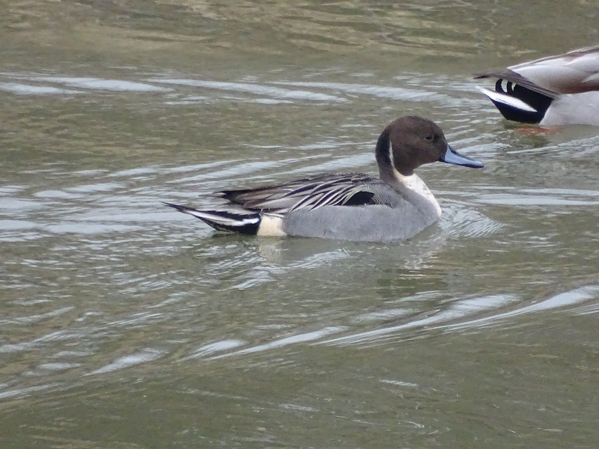 Northern Pintail - ML629143402