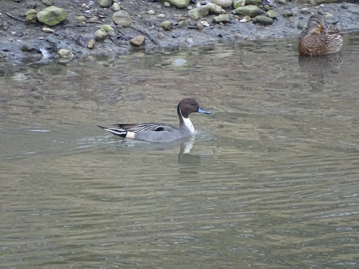 Northern Pintail - ML629143403