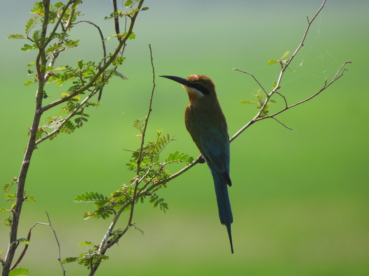 Blue-tailed Bee-eater - Adrián Colino Barea