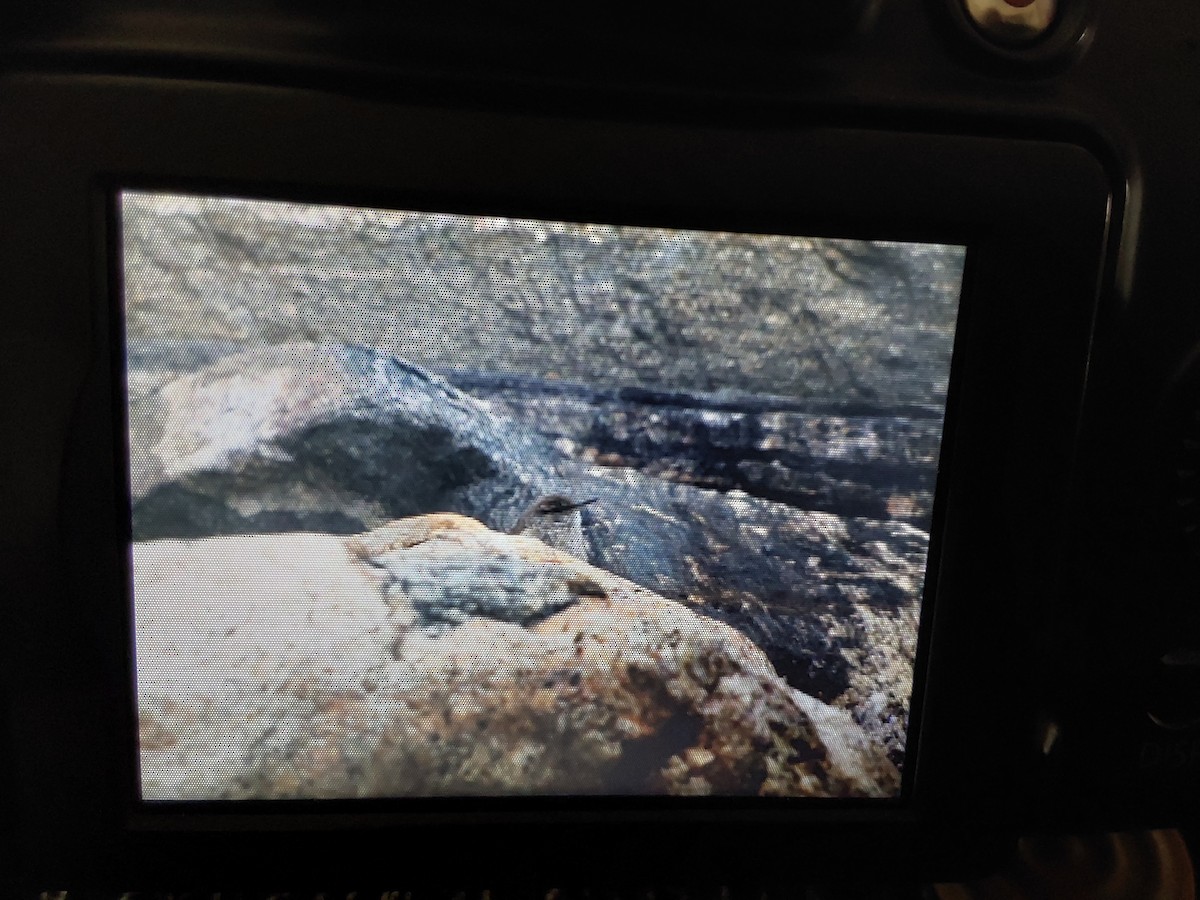 Troglodyte des rochers - ML629143481