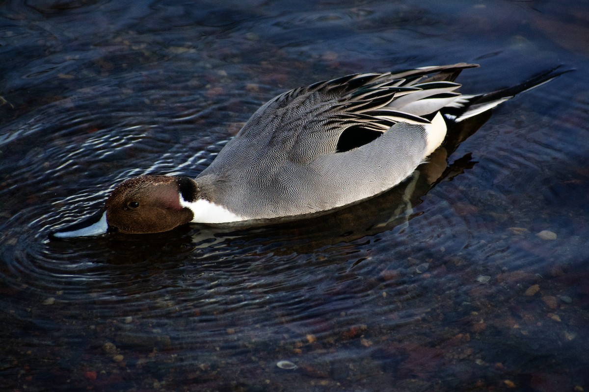 Northern Pintail - ML629143741