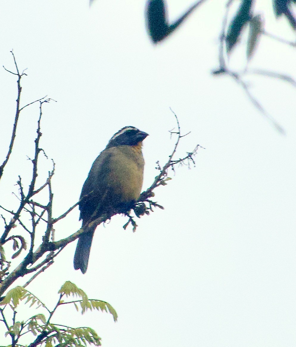 Thick-billed Saltator - ML629143898