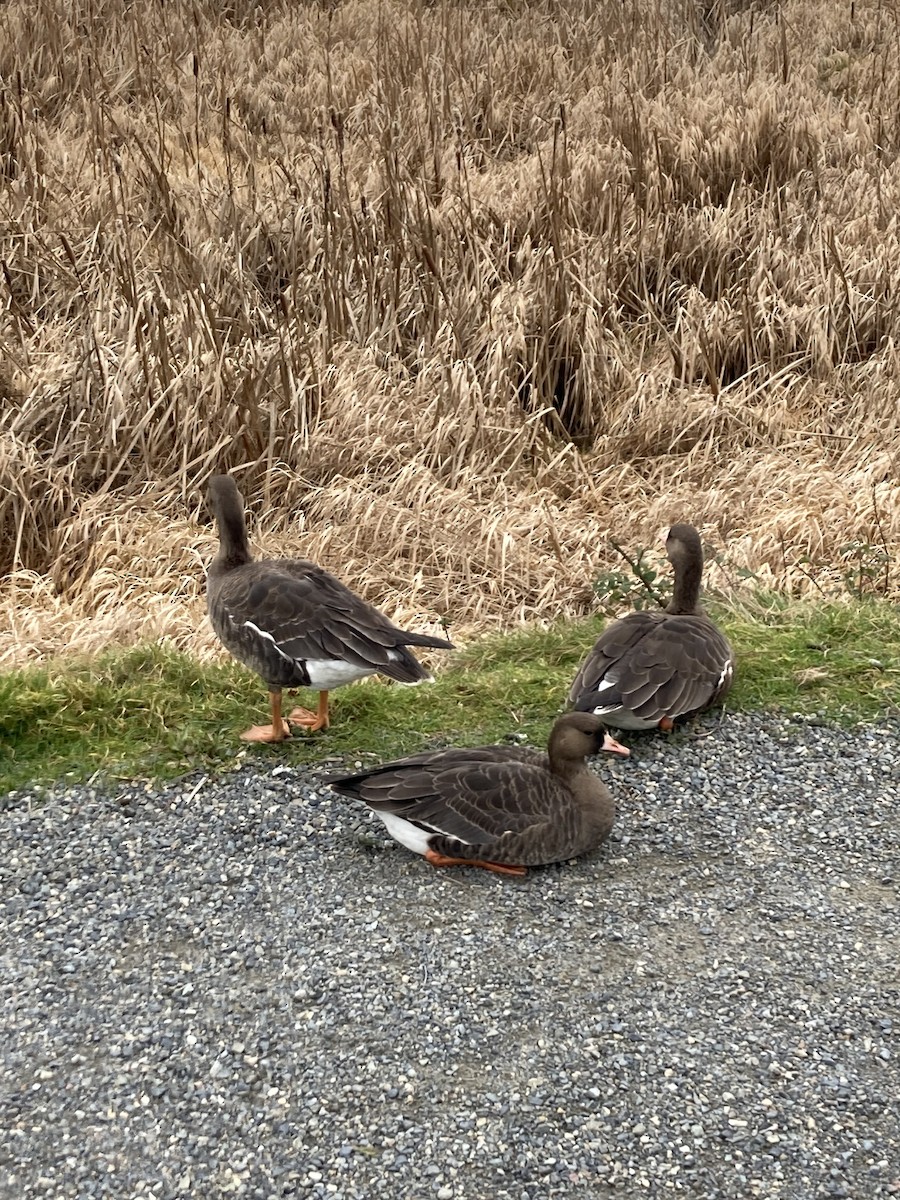 Greater White-fronted Goose - ML629144635