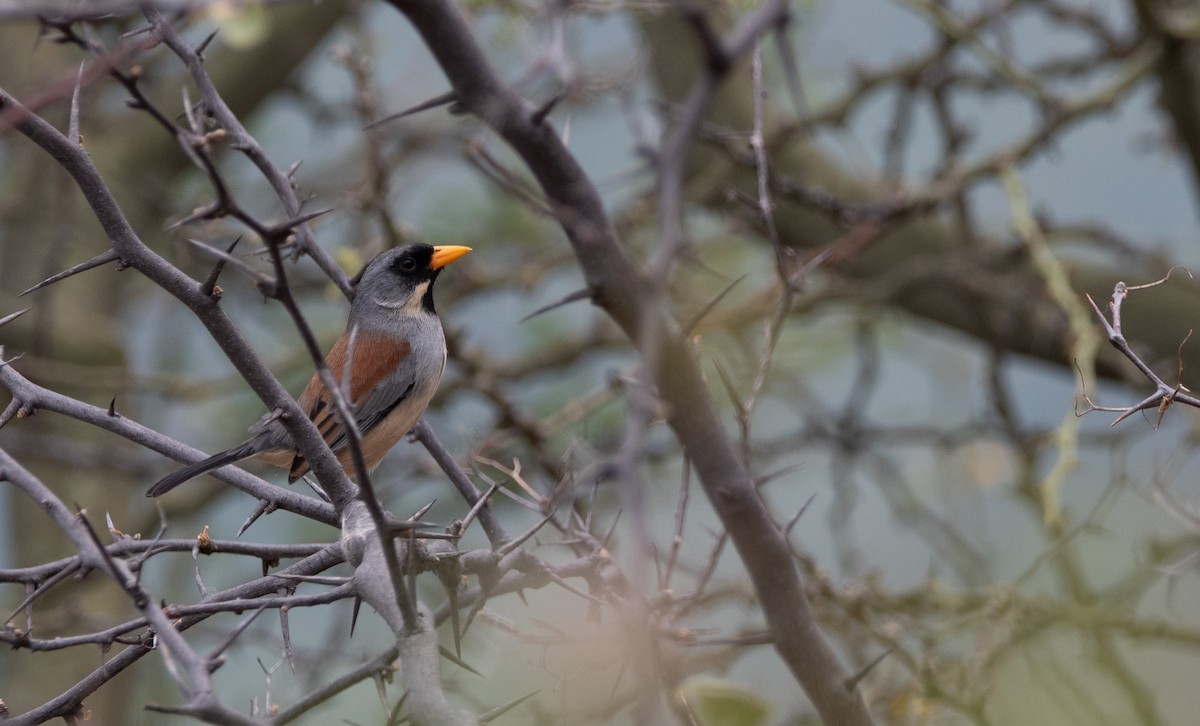 Buff-bridled Inca-Finch - ML629144665