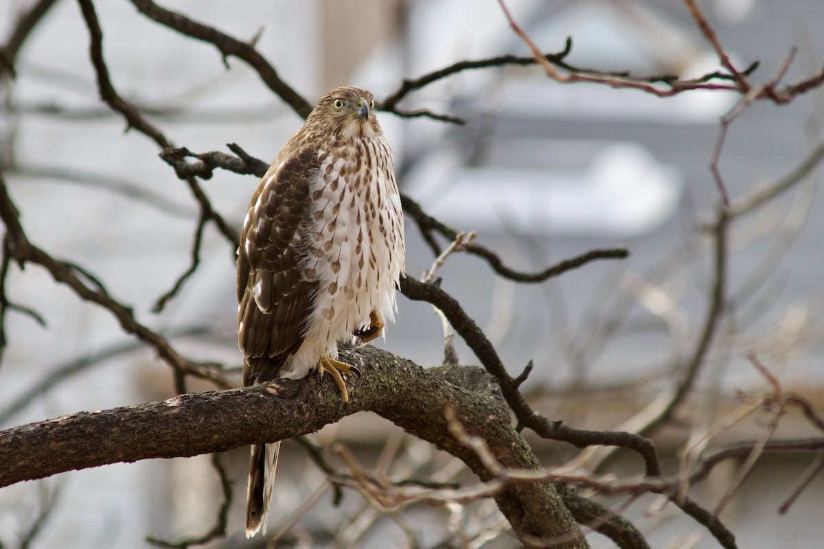 Cooper's Hawk - Sarah Roberts