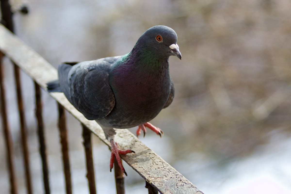 Rock Pigeon (Feral Pigeon) - Sarah Roberts