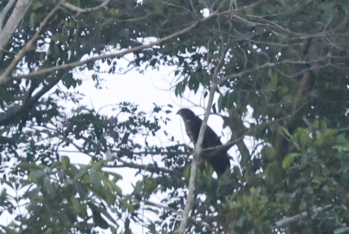 Congo Snake-Eagle - ML629145448