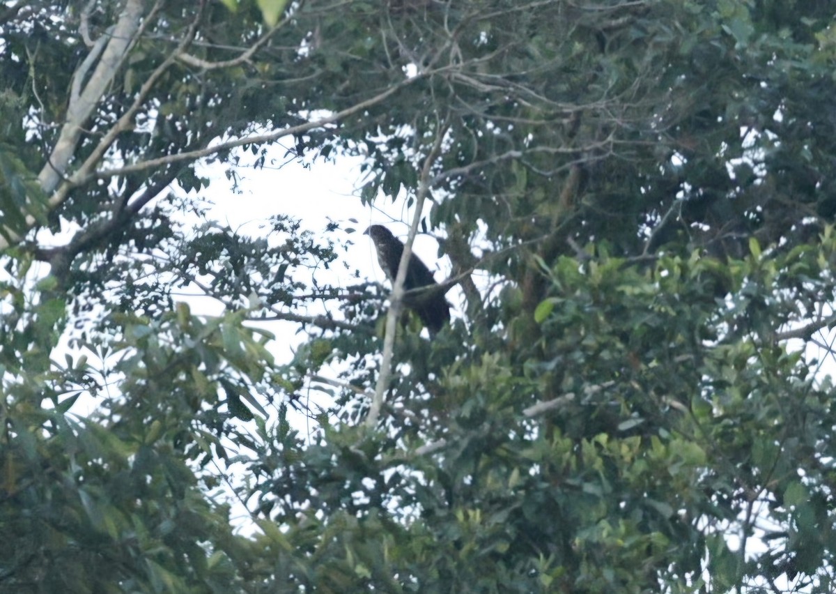 Congo Snake-Eagle - ML629145449