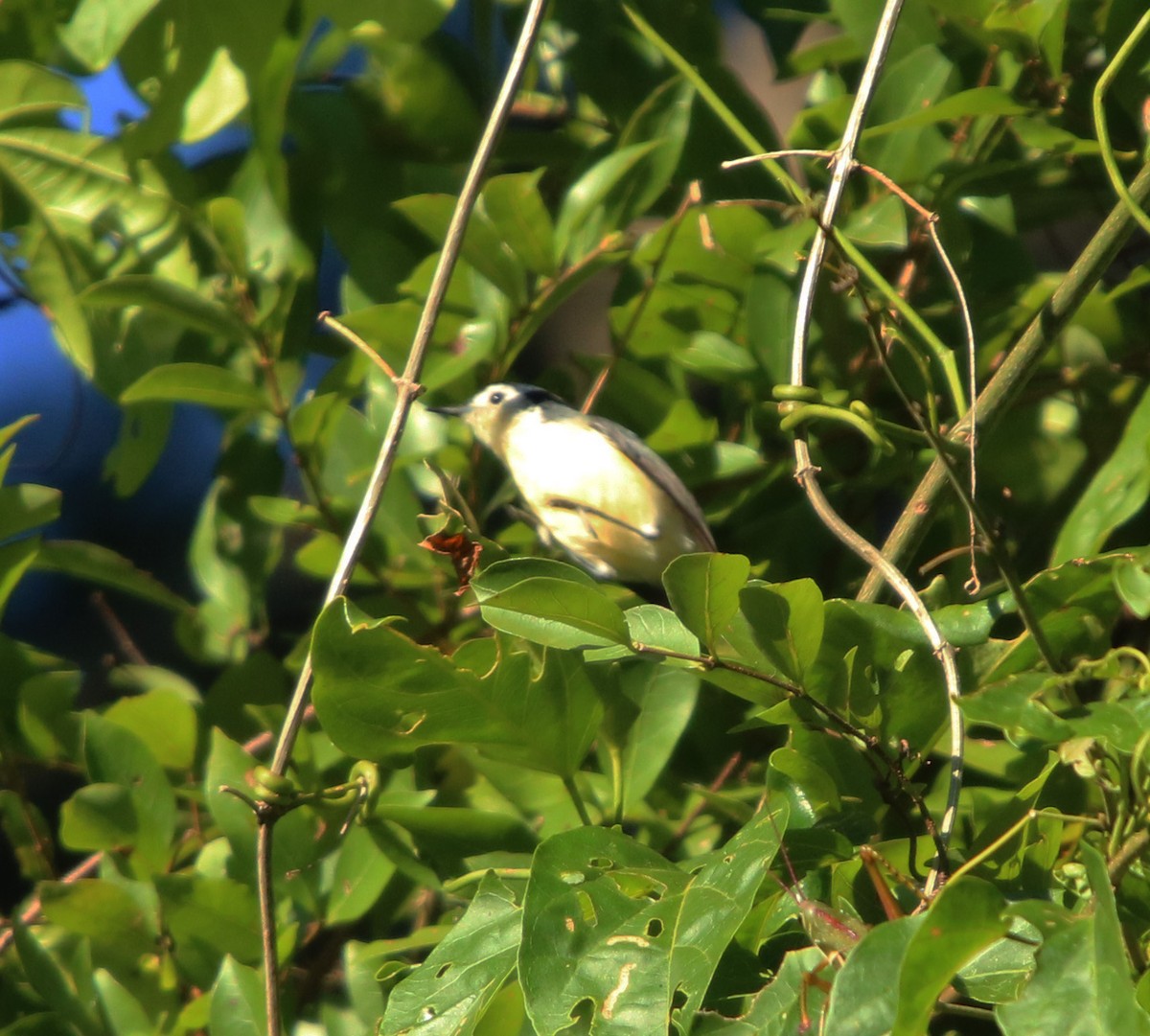 Creamy-bellied Gnatcatcher - ML629145791