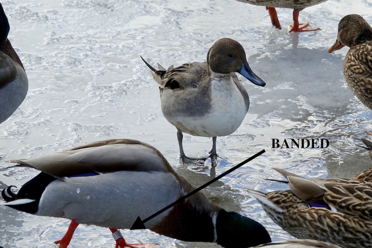 Northern Pintail - ML629145819