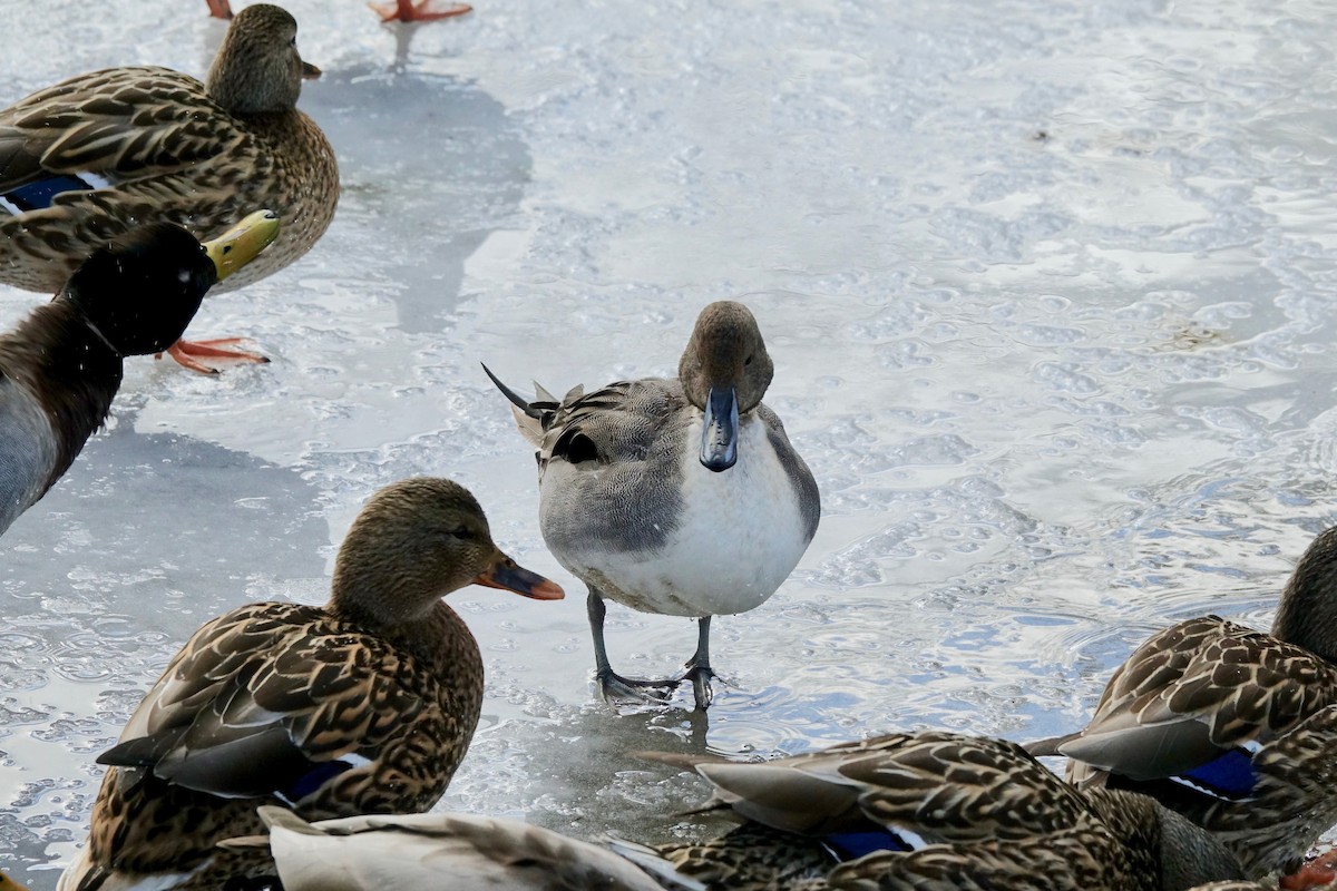 Northern Pintail - ML629145830