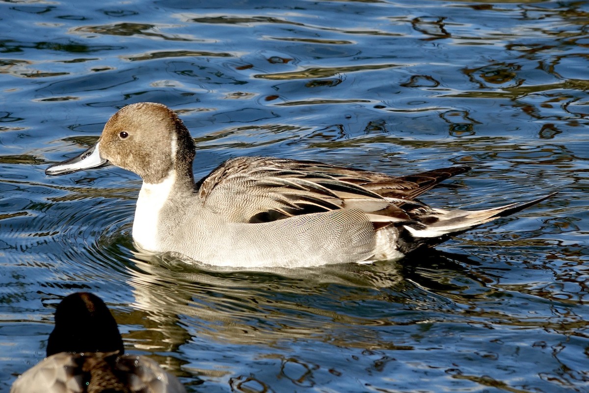 Northern Pintail - ML629145837